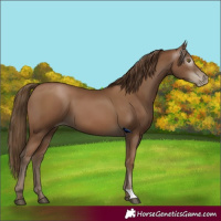 Horse Color:Gray Black Pearl
