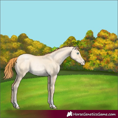 Horse Color:Buckskin Pearl Dun Rabicano