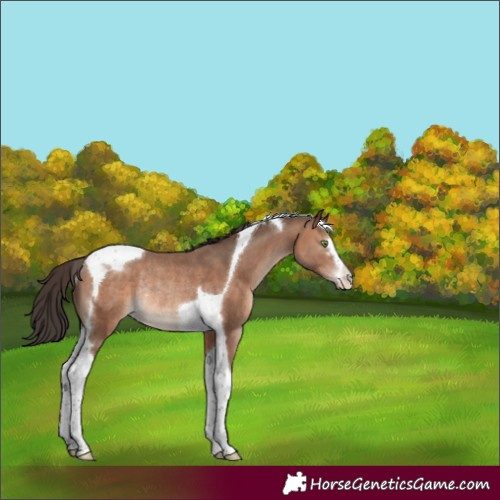 Horse Color:Sable Champagne Tobiano Varnish Rabicano 