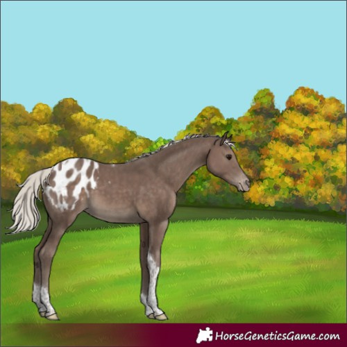 Horse Color:Silver Black Tobiano Appaloosa Rabicano 