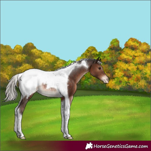 Horse Color:Silver Brown Tobiano Appaloosa Rabicano
