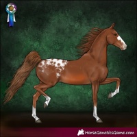 Horse Color:Chestnut Blanket 