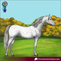Horse Color:Smoky Blue Roan Appaloosa 