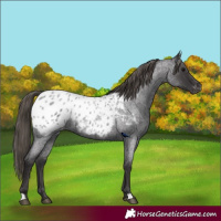 Horse Color:Smoky Blue Roan Appaloosa 
