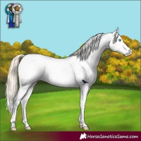 Horse Color:Buckskin Roan Pearl Appaloosa 