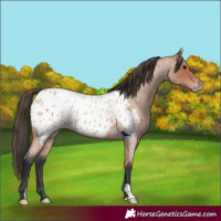 Horse Color:Bay Roan Near Leopard 