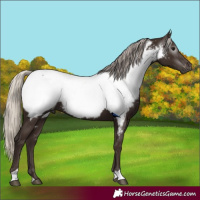 Horse Color:Gray Silver Black Near Fewspot Rabicano 