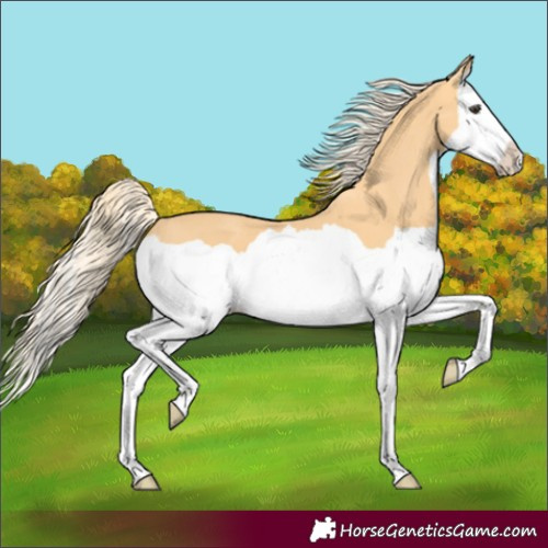 Horse Color:Palomino Splash 