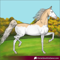 Horse Color:Palomino Splash 