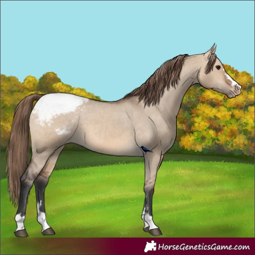 Horse Color:Bay Dun Appaloosa 