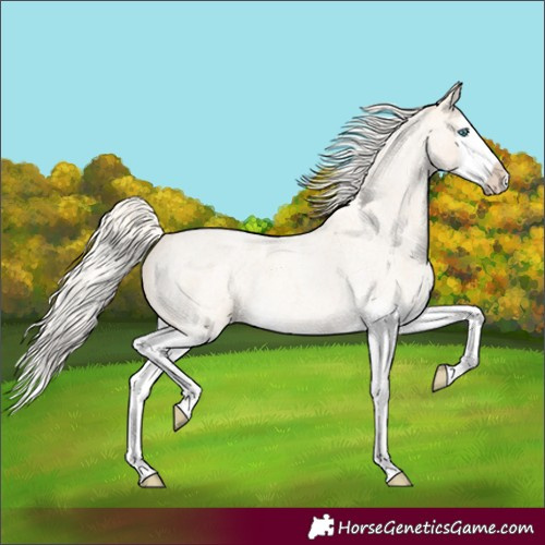 Horse Color:Cremello Roan Splash 