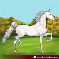 Horse Color:Cremello Roan Splash 