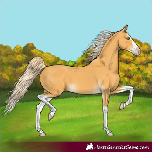 Horse Color:Palomino Splash 