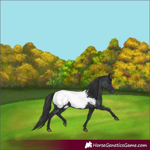 Horse Color:Black Appaloosa Rabicano 