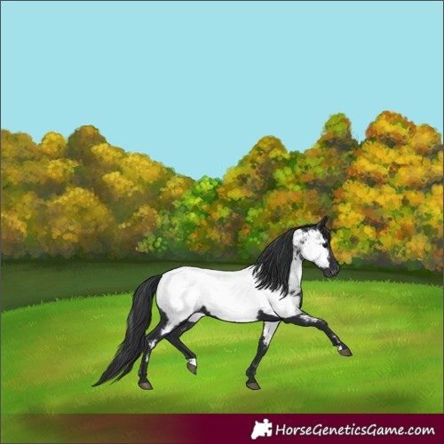 Horse Color:Black Appaloosa 
