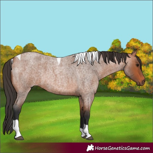 Horse Color:Bay Roan Tobiano 