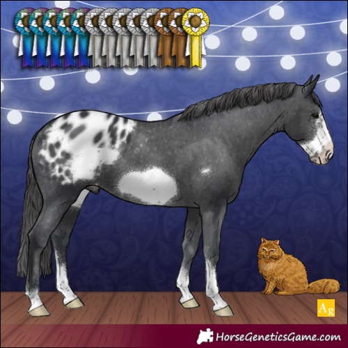 Horse Color:Black Sabino Frame Appaloosa 