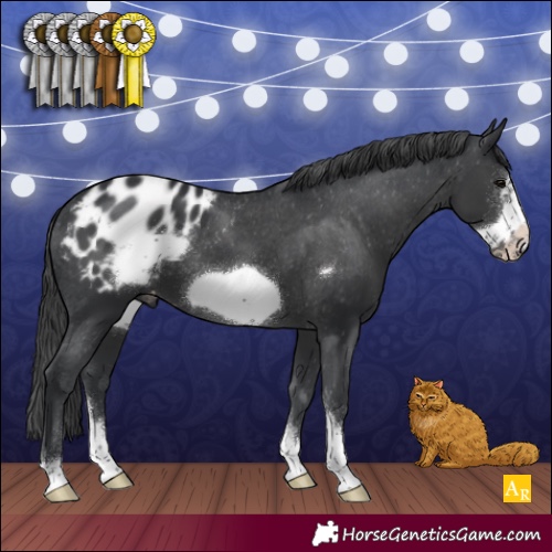 Horse Color:Black Sabino Frame Appaloosa 