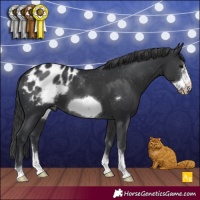 Horse Color:Black Sabino Frame Appaloosa 