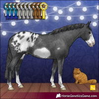 Horse Color:Black Sabino Frame Appaloosa 