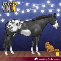 Horse Color:Black Sabino Frame Appaloosa 
