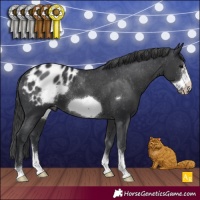 Horse Color:Black Sabino Frame Appaloosa 