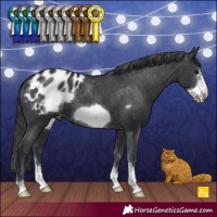 Horse Color:Black Sabino Frame Appaloosa 