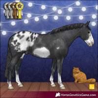 Horse Color:Black Sabino Frame Appaloosa 