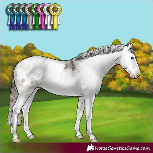 Horse Color:Buckskin Sabino Splash Appaloosa 
