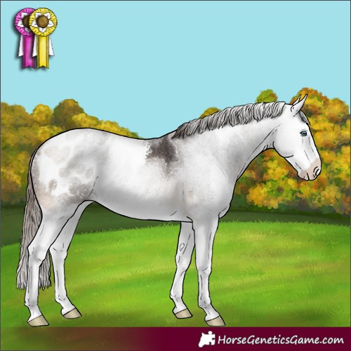 Horse Color:Buckskin Sabino Splash Appaloosa 