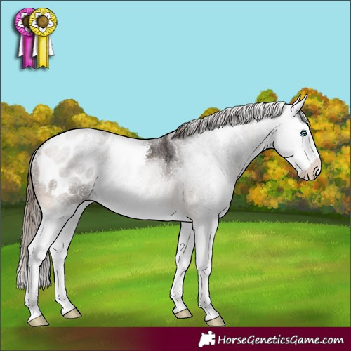 Horse Color:Buckskin Sabino Splash Appaloosa 