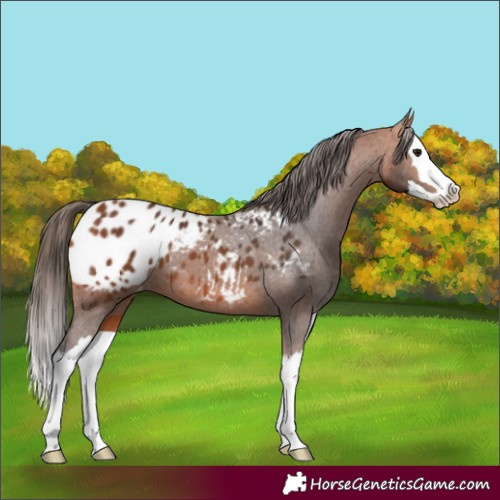 Horse Color:Bay Splash Appaloosa 