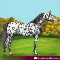 Horse Color:Black Splash Appaloosa 