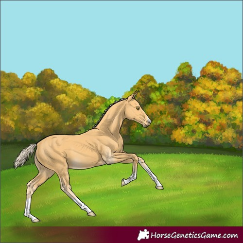 Horse Color:Palomino 