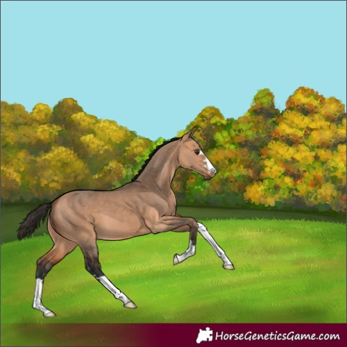 Horse Color:Bay Dun