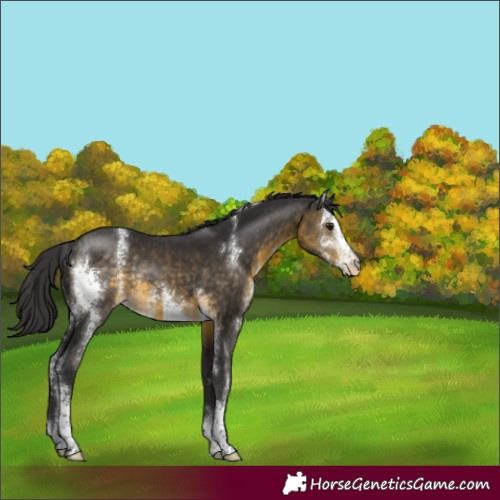 Horse Color:Buckskin Sabino Appaloosa Rabicano