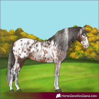 Horse Color:Bay Splash Tobiano Blanket and Gray Bay Splash Tobiano Blanket