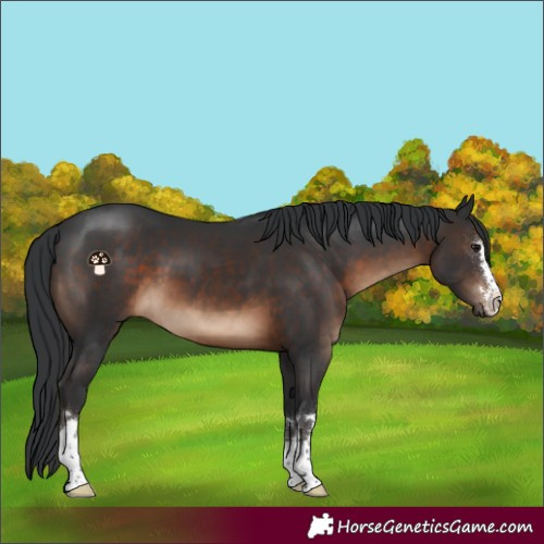 Horse Color:Brown 
