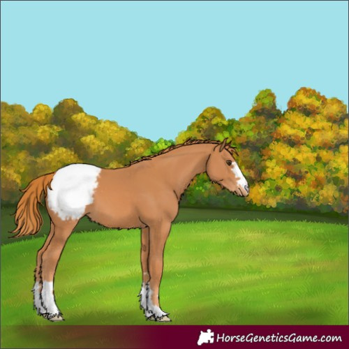 Horse Color:Chestnut Varnish 
