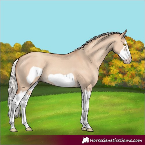 Horse Color:Silver Classic Champagne Dun Splash Frame 