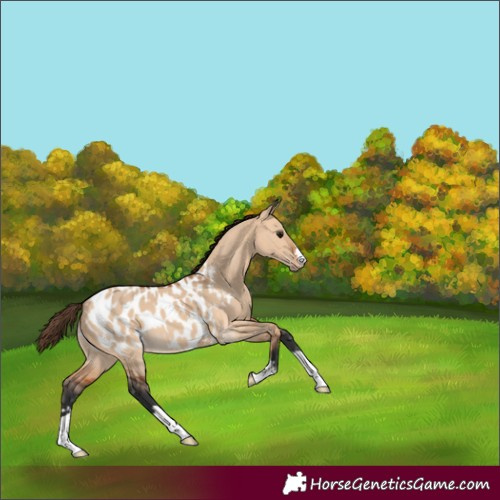 Horse Color:Bay Dun Blanket 