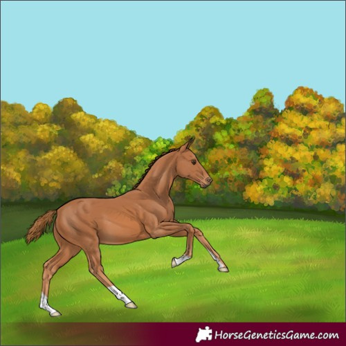 Horse Color:Chestnut 