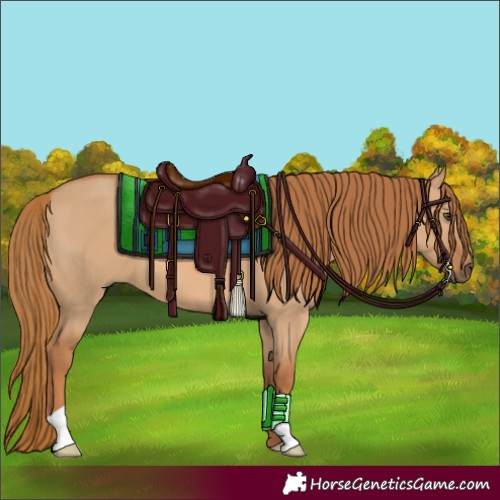 Horse Color:Red Dun 