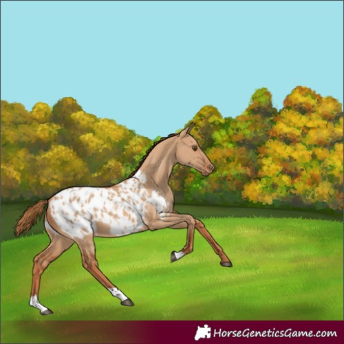 Horse Color:Red Dun Blanket