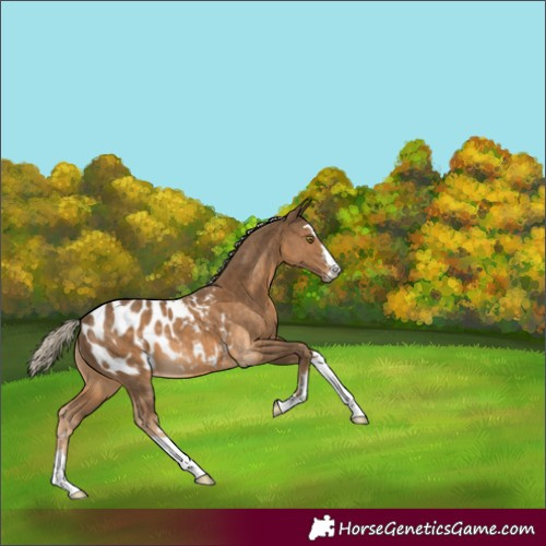 Horse Color:Chocolate Palomino Blanket