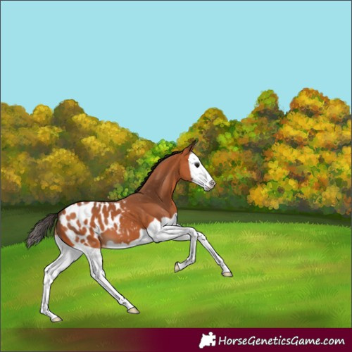 Horse Color:Bay Splash Blanket