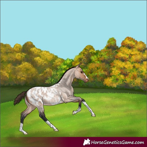 Horse Color:Bay Roan Dun Blanket