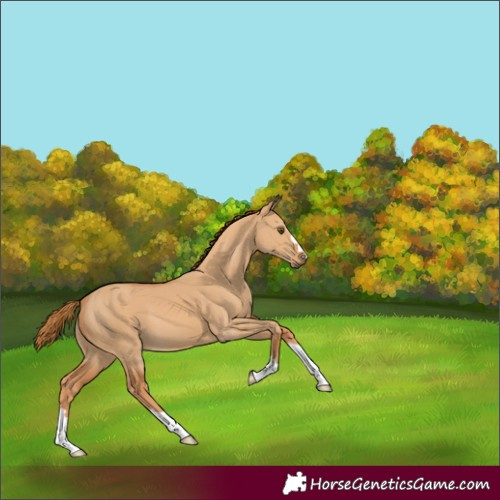 Horse Color:Red Dun