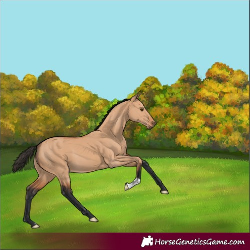 Horse Color:Bay Dun