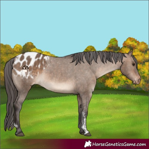 Horse Color:Brown Dun Sabino Blanket Rabicano 